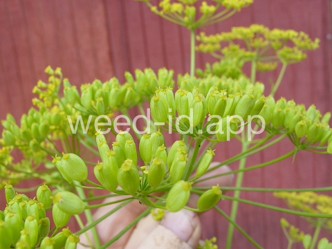 parsnip, wild